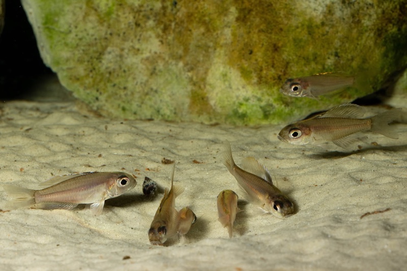Trematocara stigmaticum 'Kigoma area'